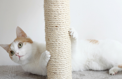 Comment nettoyer un arbre  chat ? Nos astuces pour nettoyer arbre  chat